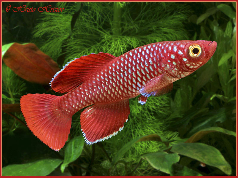 Nothobranchius%20Korthausae%20Red